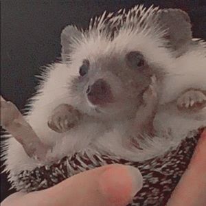 Meet your Posher, Ava